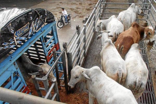 They investigate smuggling of live cattle from Argentina