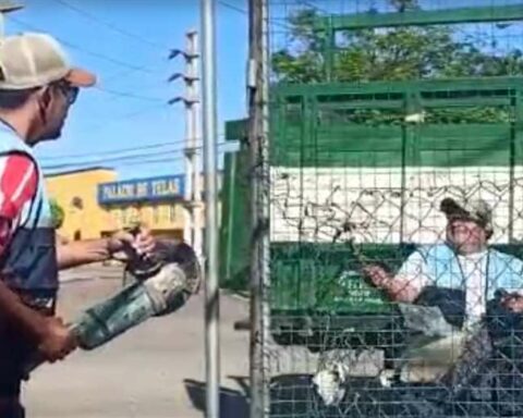 They remove the mesh and the bars of the sidewalks placed in the Barrio Lindo Fair