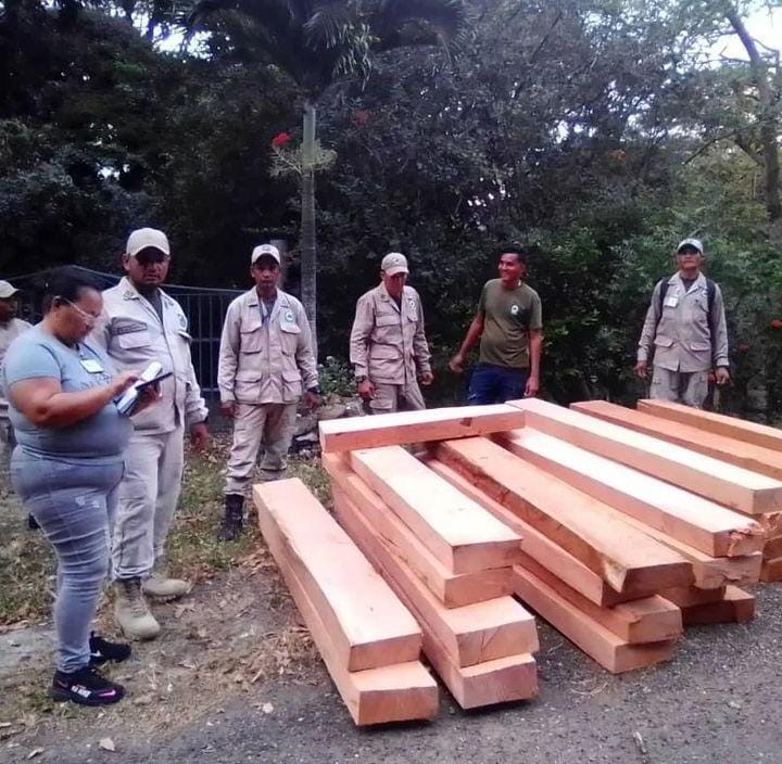 They seize 1,215 cubic meters of illegal wood in Guárico