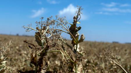 They will announce aid measures for producers affected by the drought