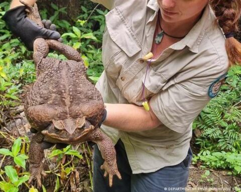 they find "monstrous" Giant 2.7kg toad in Australia