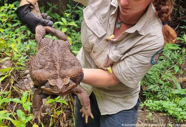 they find "monstrous" Giant 2.7kg toad in Australia