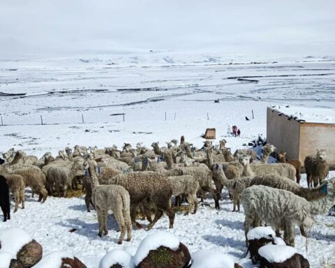 60% of camelids die from cold in high parts of Arequipa