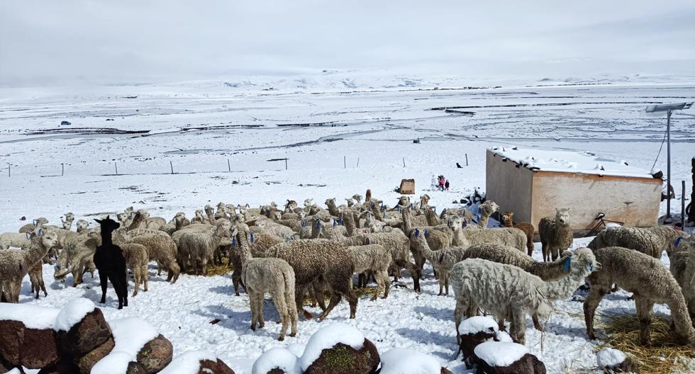 60% of camelids die from cold in high parts of Arequipa