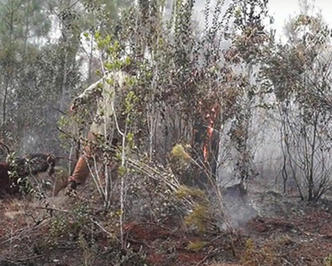 A fire devastates more than a thousand hectares in the mountainous area of ​​Holguín