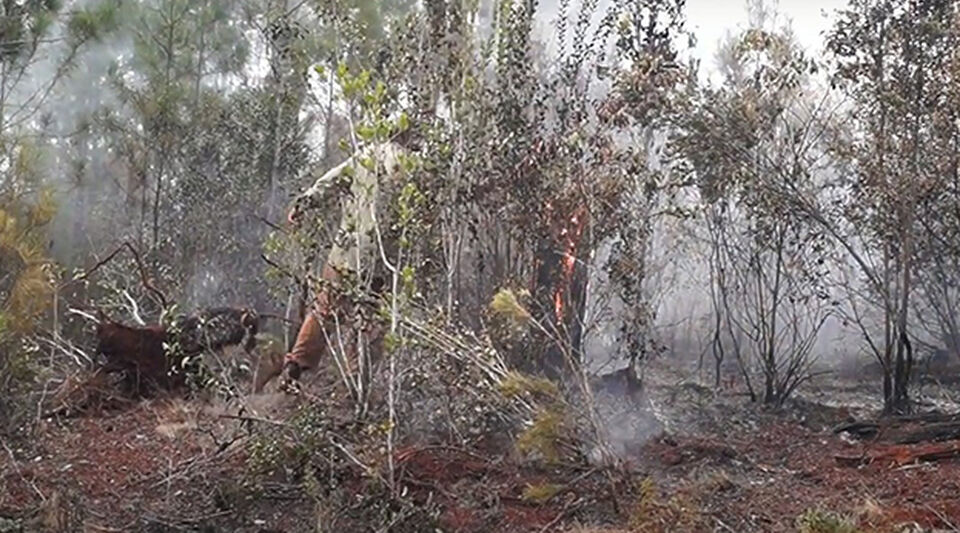 A fire devastates more than a thousand hectares in the mountainous area of ​​Holguín