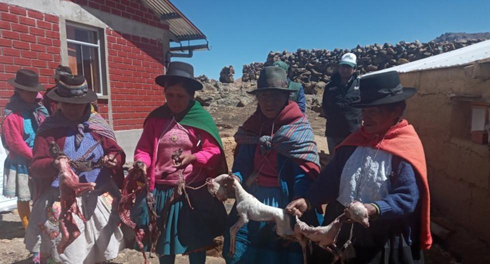 Agrarian bonus does not give hope to peasants or ranchers in Huancavelica