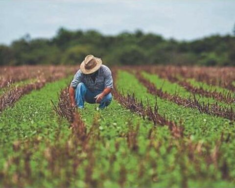 Agriculture: they announce more than S/1,000 million to reactivate the sector and clear channels