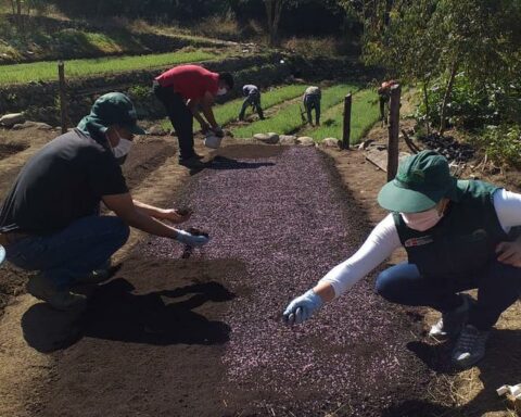 Agro Rural and Southern Peru Initiative aims to reactivate producers