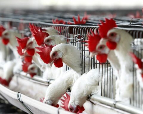 Alert for avian flu outbreak in Bolivia: what measures did Senasa order?