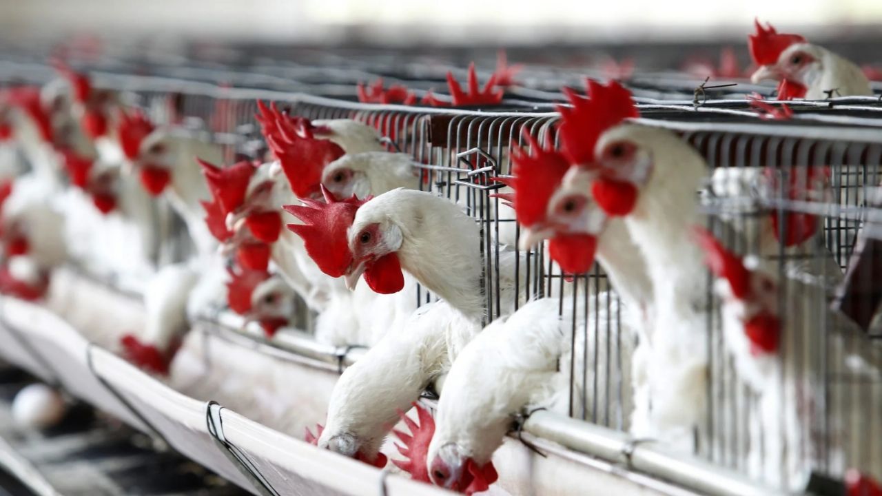 Alert for avian flu outbreak in Bolivia: what measures did Senasa order?