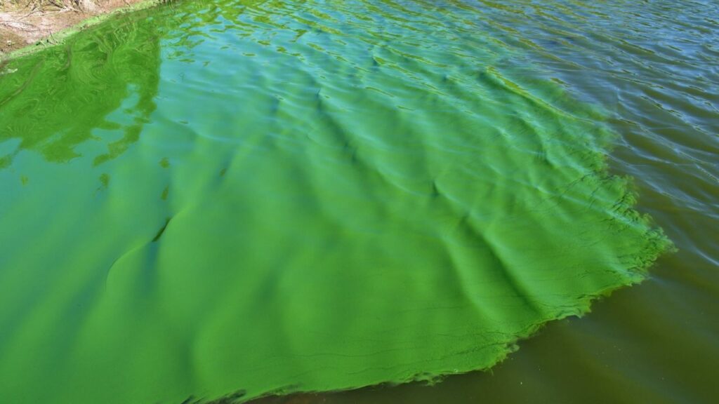 Alert for cyanobacteria in the Río de la Plata: what risks do they have for health?