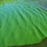 Alert for cyanobacteria in the Río de la Plata: what risks do they have for health?