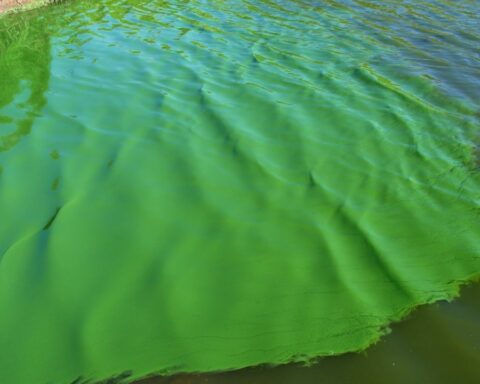 Alert for cyanobacteria in the Río de la Plata: what risks do they have for health?