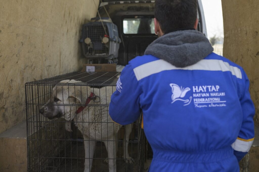 Amid ruins in a Turkish city, its inhabitants console themselves by saving animals