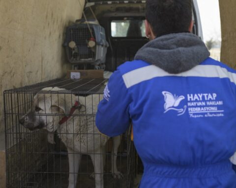 Amid ruins in a Turkish city, its inhabitants console themselves by saving animals