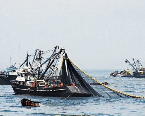 Anchovy: second fishing season generates more than US$1 billion
