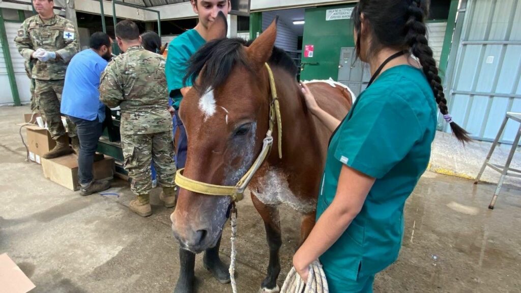 Animals surviving from the fires in Ñuble recover at the Chillán veterinary hospital