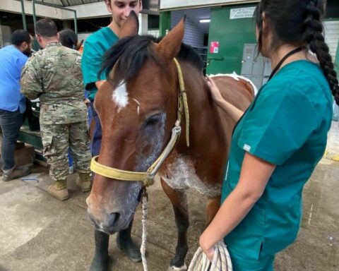 Animals surviving from the fires in Ñuble recover at the Chillán veterinary hospital