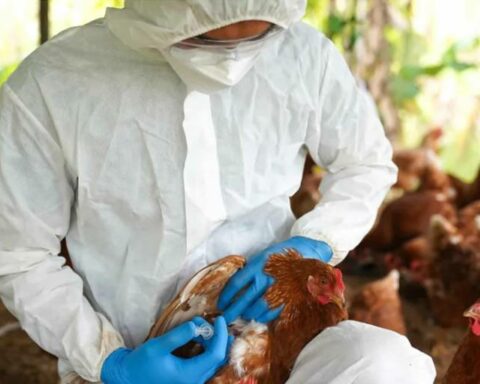 Avian flu: "The risk of this disease is from an economic point of view"