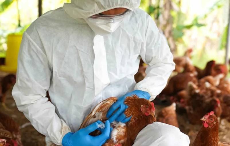 Avian flu: "The risk of this disease is from an economic point of view"