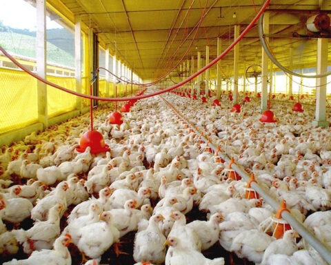 Avian flu: local poultry production is safe, but on alert