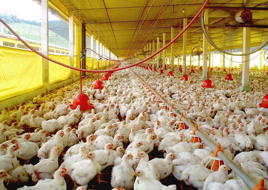 Avian flu: local poultry production is safe, but on alert