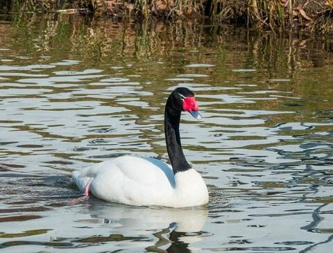 Avian flu: more than 100 birds died but rule out spread to other species