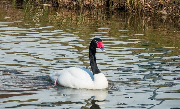 Avian flu: more than 100 birds died but rule out spread to other species