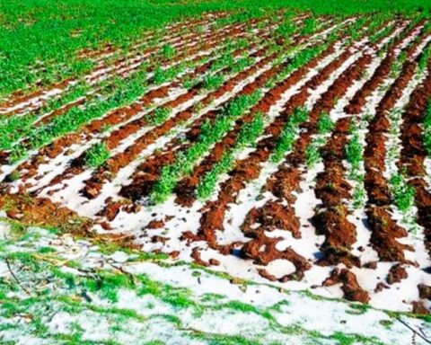 Ayacucho lost 15,000 hectares of crops and 40,000 heads of alpaca due to climatic factors