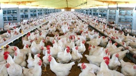 Bahillo: "The challenge is that avian influenza does not enter the production circuits"