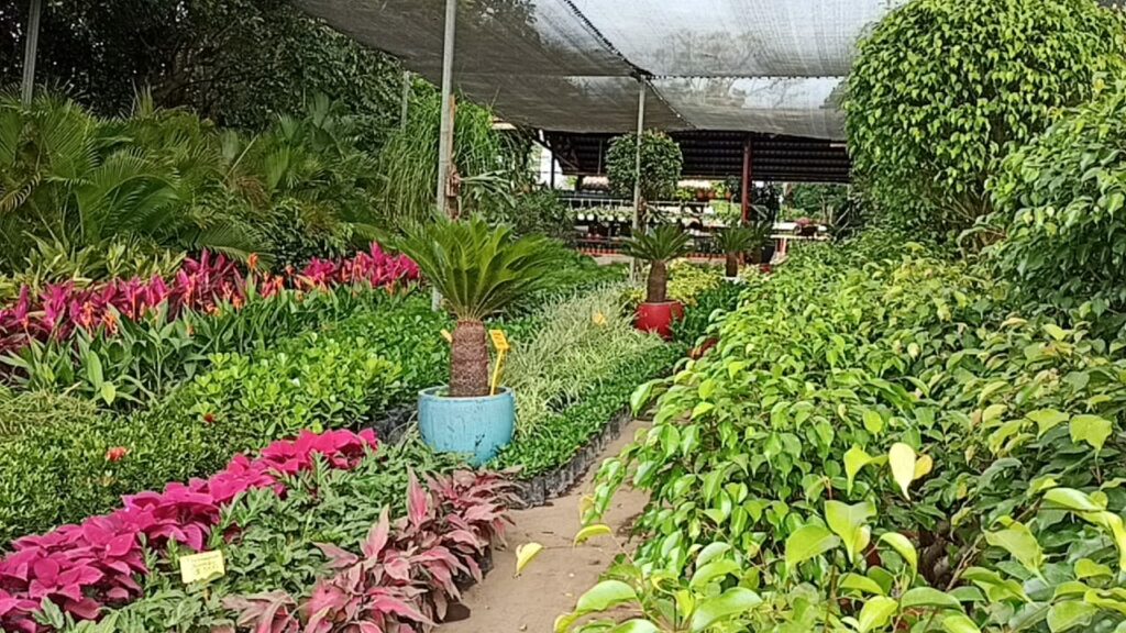 Catarina families prosper with the sale of plants, flowers and handicrafts