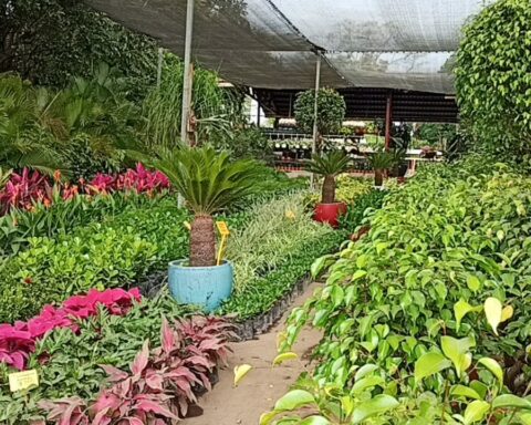 Catarina families prosper with the sale of plants, flowers and handicrafts