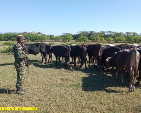 Cattle theft and assaults in urban areas soar in Chinandega