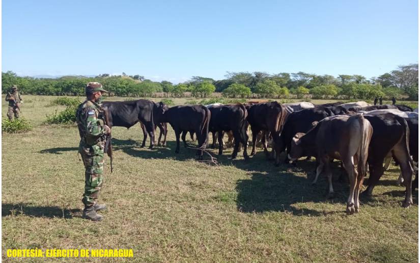 Cattle theft and assaults in urban areas soar in Chinandega