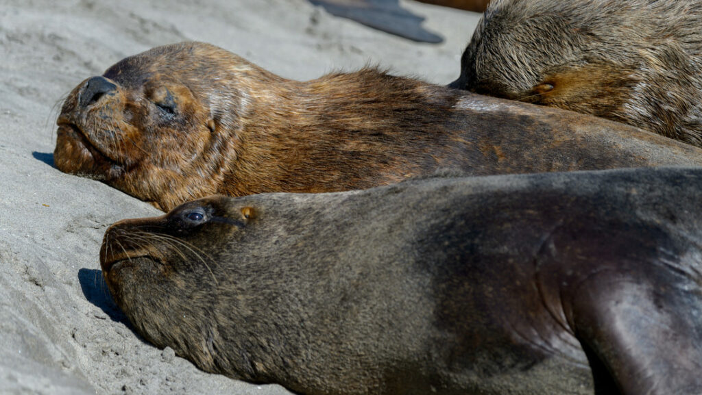 Chile confirms its first case of bird flu in a sea lion