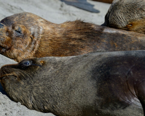 Chile confirms its first case of bird flu in a sea lion