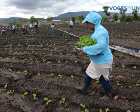 Closure of NGOs in Nicaragua left peasants without technical advisors for their crops