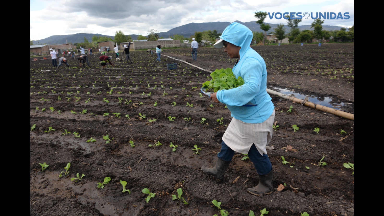 Closure of NGOs in Nicaragua left peasants without technical advisors for their crops