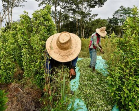Colombia joins Bolivia in the request to legalize the use of coca leaf