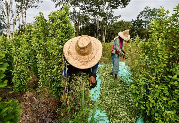 Colombia joins Bolivia in the request to legalize the use of coca leaf