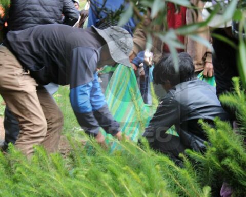 Community members and volunteers reforest Huancayo with a plantation of 2,000 pine trees