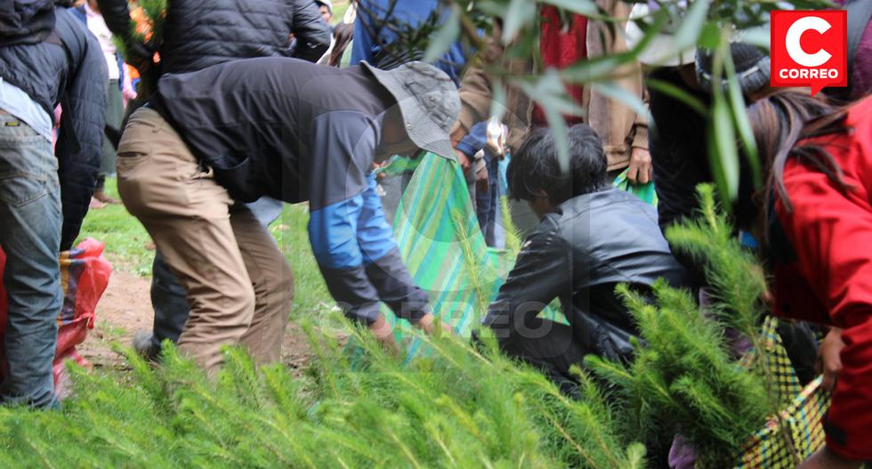 Community members and volunteers reforest Huancayo with a plantation of 2,000 pine trees