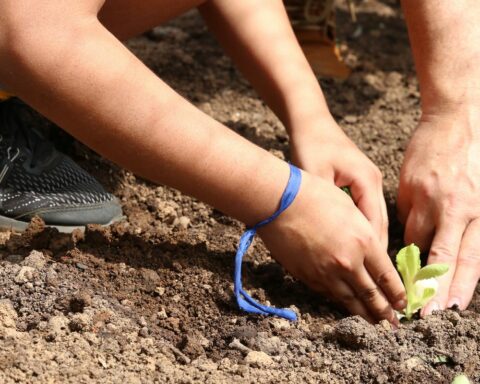Course guides educators on how to bring nature to schools