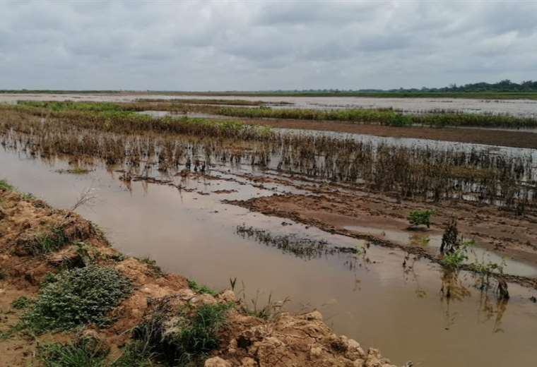 Cuatro Cañadas reports more than 3,000 hectares of crops under water and prepares a disaster declaration