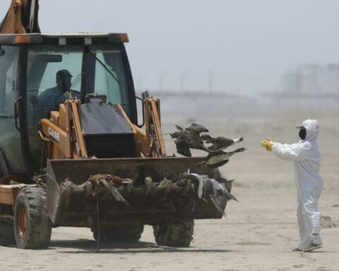 Death of sea lions in Arequipa would be due to bird flu