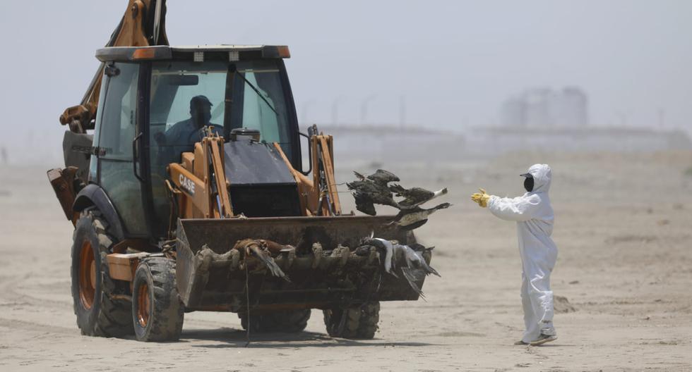 Death of sea lions in Arequipa would be due to bird flu