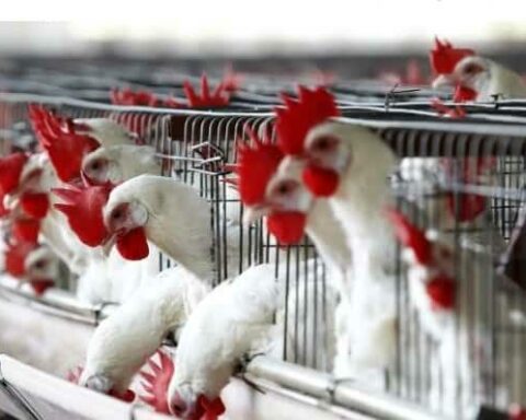 Dominican Republic monitors bird flu