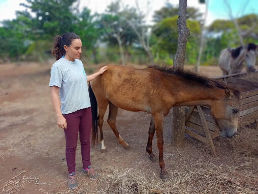 El Galope, the first shelter in Granada for abandoned and sick equines