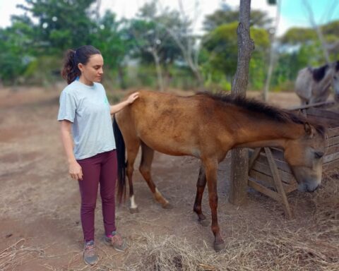 El Galope, the first shelter in Granada for abandoned and sick equines